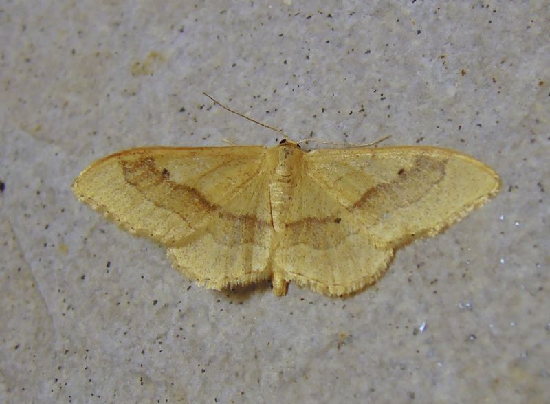 Geometridae - Idaea aversata e f. remutata